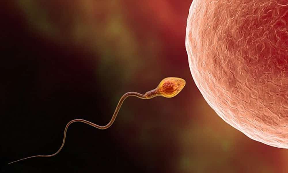 Novo método contraceptivo masculino, com uma duração de 2 anos e uma taxa de sucesso de 100%