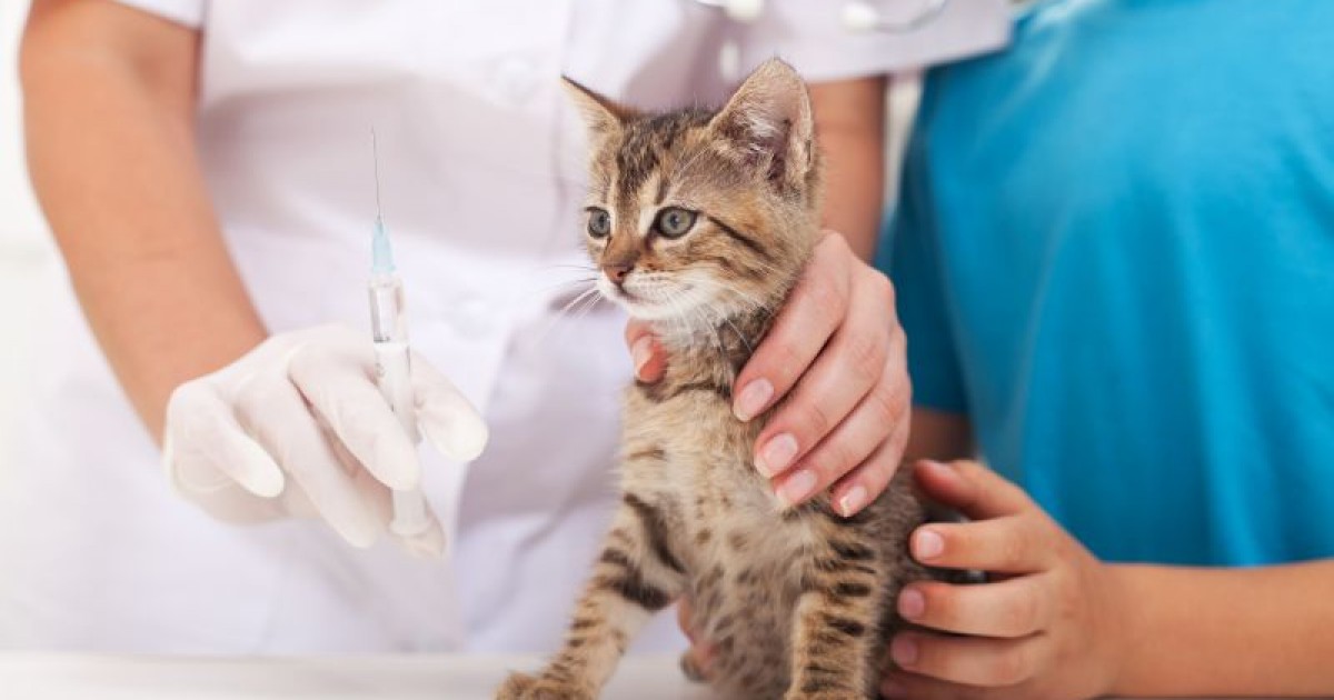 O que é a vacina para gatos FVRCP?