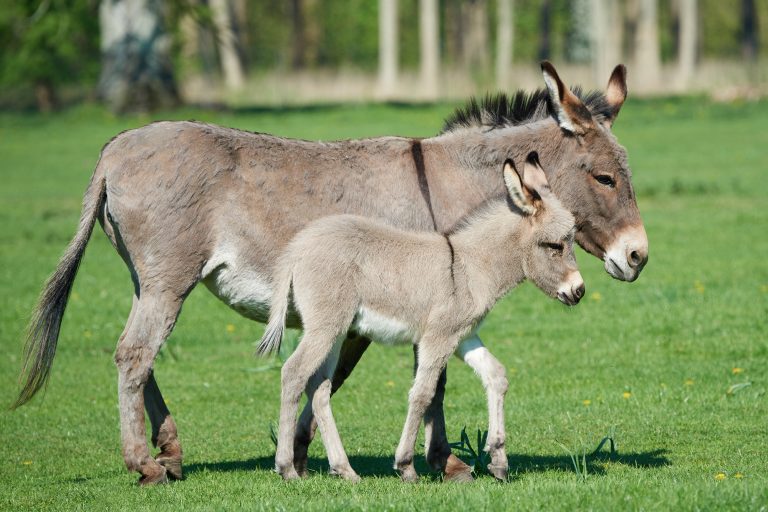 depositphotos 109846632 l