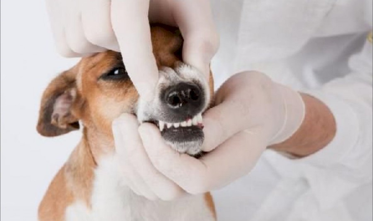 Cachorro com doença