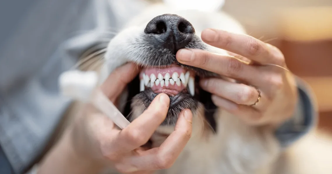 Doença periodontal em cães
