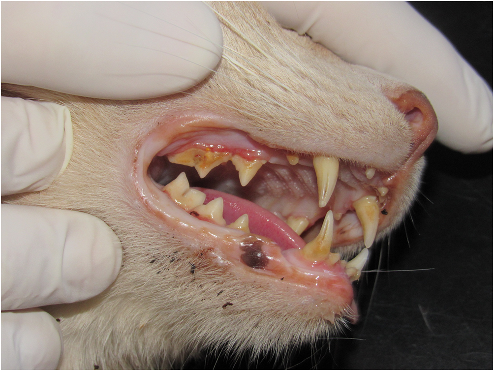 Gato mostrando seu dente